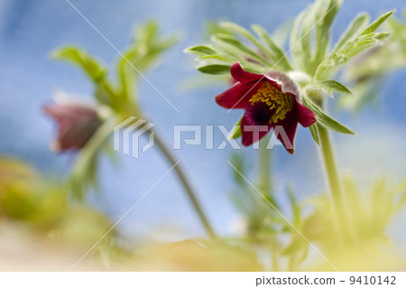 Okinagusa Okinagusa 9410142