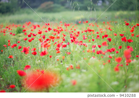 Beautiful poppies on the green field 9410288