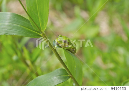 Tree frog Tree frog 9410353