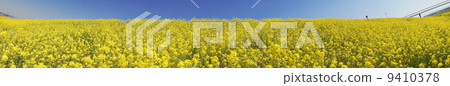 Panoramic river side of rape flower Panoramic river side of rape flower 9410378