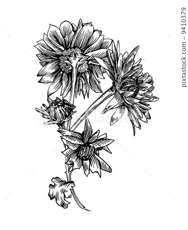 Chrysanthemum Chrysanthemum 9410379