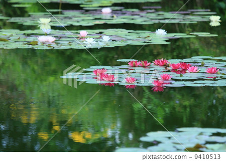 Red water lily flower bloom pond 9410513