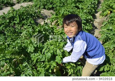 Japanese radish Japanese radish 9410918