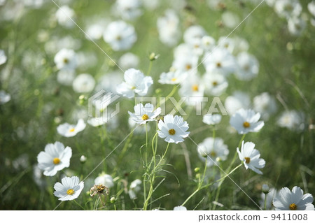 Cosmos Cosmos 9411008
