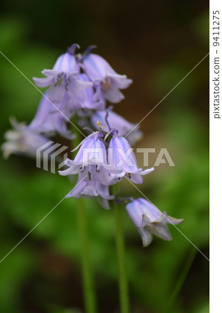 Tsurigane suisen 9411275