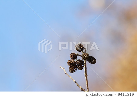 榿木的圓錐花序 9411519
