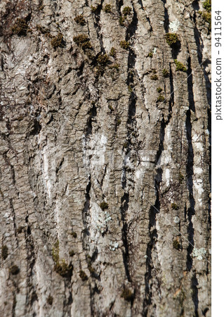 Stem of a turkey Stem of a turkey 9411564