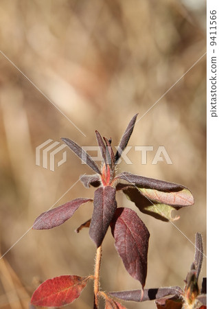 Moti杜鵑花的萌芽 Moti杜鵑花的萌芽 9411566