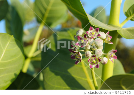 Flower of Apple of Sodom 9411755