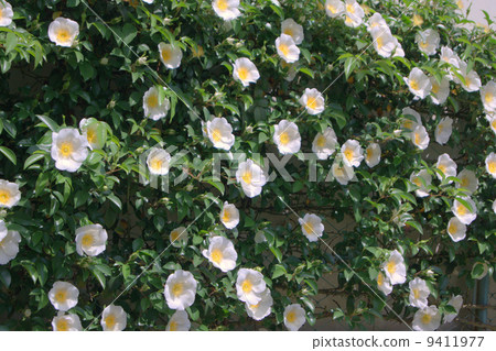 Rosa laevigata 9411977