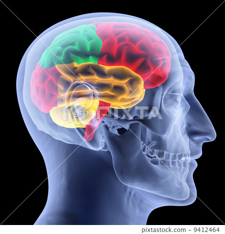 brain brain 9412464
