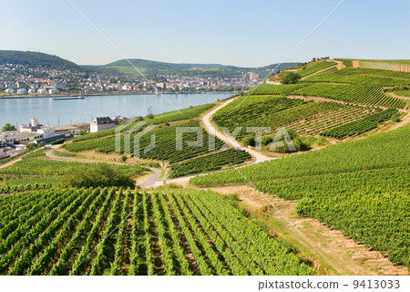 Vineyards in Rudesheim am Rhein 9413033