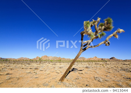 Leaning Joshua Tree Leaning Joshua Tree 9413044