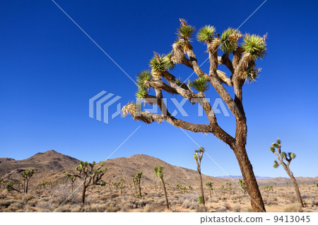 Joshua Tree National Park 9413045