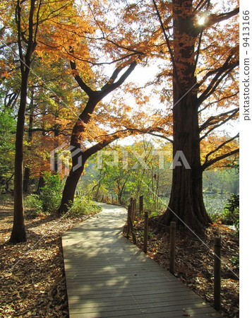 Shakujii Park Fall Promenade 9413166