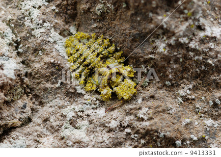 Larva of Coleoptera litura 9413331