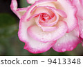 A rose of one circle blooming on a rainy day 9413348