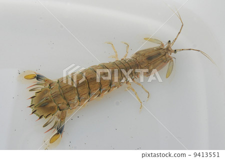 瀨尿蝦 9413551