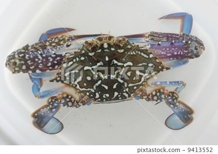 台灣Garzami（男） 9413552