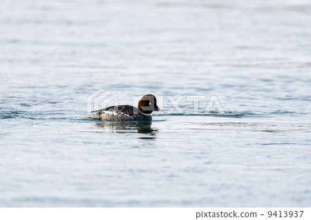Rhododendron 9413937