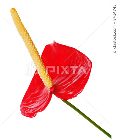 Red anthurium flower isolated on white background. 9414743