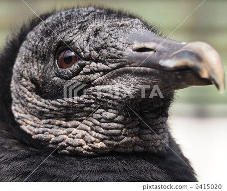 Andean Condor 9415020