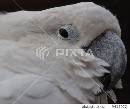 Taihakuumium 9415022