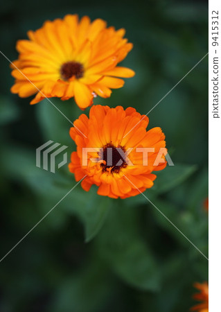 金盞草 金盞草 9415312