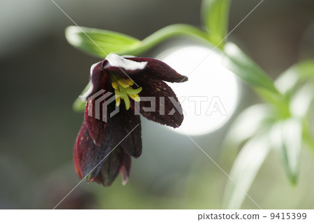 黑百合 黑百合 9415399