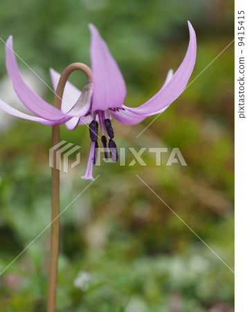 Katakuri flowers 9415415