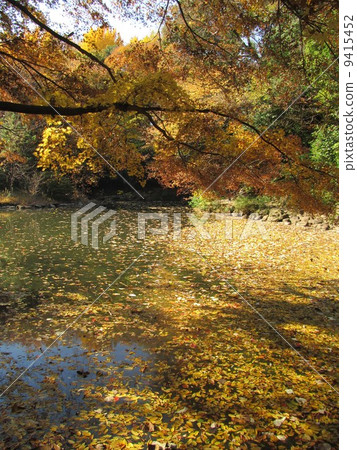 Autumn's University of Tokyo Sanshiro pond Autumn's University of Tokyo Sanshiro pond 9415452