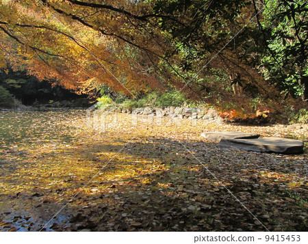 Autumn's University of Tokyo Sanshiro pond Autumn's University of Tokyo Sanshiro pond 9415453