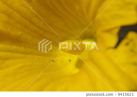 Pumpkin's stamina Pumpkin's stamina 9415621