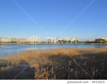 Yatsu tidal flat, Chiba Prefecture 9415629