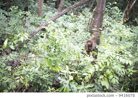 Orangutan Orangutan 9416078