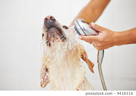 Dog in bathroom 9416318