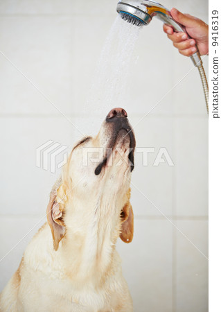 Dog in bathroom 9416319