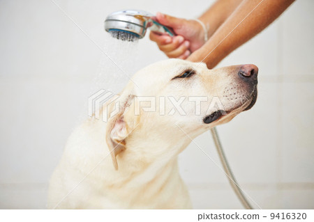 Dog in bathroom 9416320
