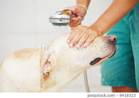 Dog in bathroom Dog in bathroom 9416323