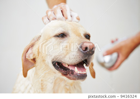 Dog in bathroom Dog in bathroom 9416324