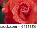 A rose of one circle blooming on a rainy day 9416350