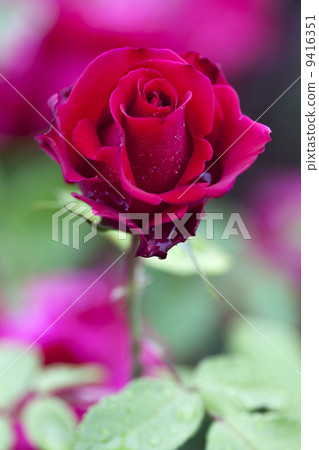 A rose of one circle blooming on a rainy day 9416351