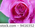 A rose of one circle blooming on a rainy day 9416352
