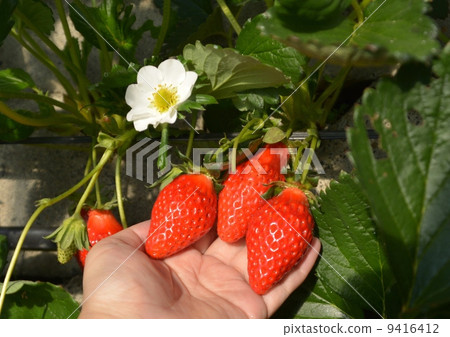 Strawberry picking Strawberry picking 9416412