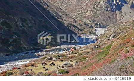 安納布爾那山 喜馬拉雅山 放牧 9416919