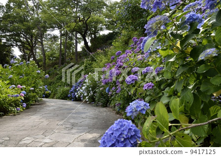 Shimoda Park's hydrangea festival 9417125