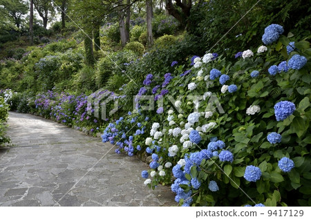 Shimoda Park's hydrangea festival Shimoda Park's hydrangea festival 9417129