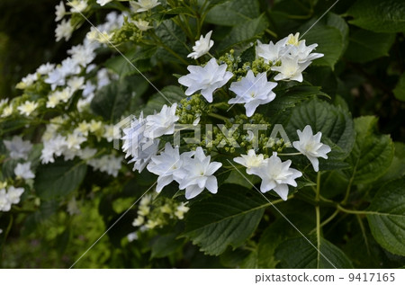 下田公園的繡球節 下田公園的繡球節 9417165