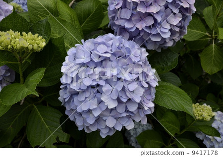 下田公園的繡球節 下田公園的繡球節 9417178