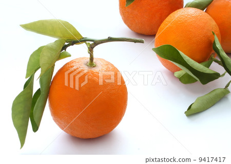 橙色橙色分支有葉子白色背景 9417417
